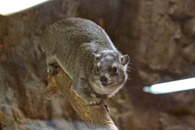 上野動物園・小獣館の動物たち：オリイオオコウモリとハダカデバネズミの赤ちゃん（2016.4～6）_b0355317_21082668.jpg