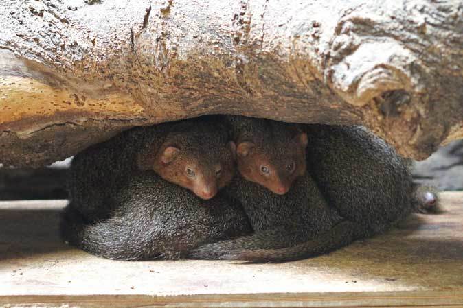 上野動物園・小獣館の動物たち：オリイオオコウモリとハダカデバネズミの赤ちゃん（2016.4～6）_b0355317_21261256.jpg