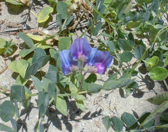 唐川のカキツバタ群落と横尾棚田周辺の草花の魅力にふれる！　　　その1_b0181818_10200581.jpg