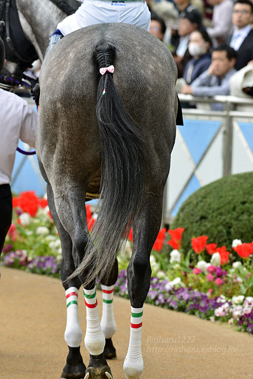 2017.4.15 中山競馬場☆下総Ｓ☆ブランシェクール 【Thoroughbred】_f0250322_2271757.jpg