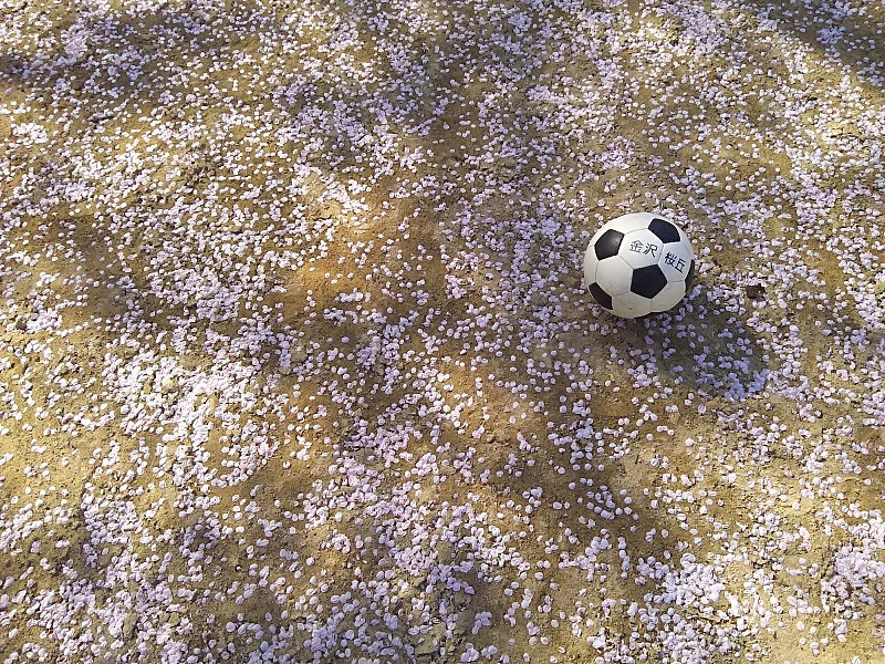 母校のさくら_a0099732_12552606.jpg