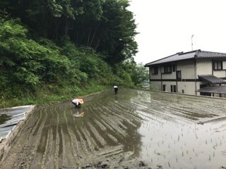 田植え終わった話_e0365838_08273898.jpg