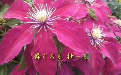 桜富士 淡桜 あわざくら WA528 / 東洋佐々木ガラス(株) 公式