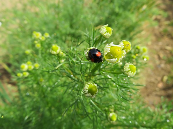 2017年6月8日　今年もカモミールの花が咲きました !_b0341140_1922914.jpg