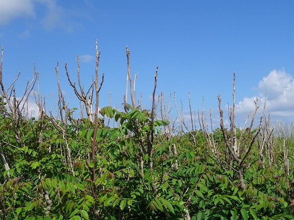 b0299042_22433479.jpg