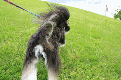 c0145250_09234758.gif