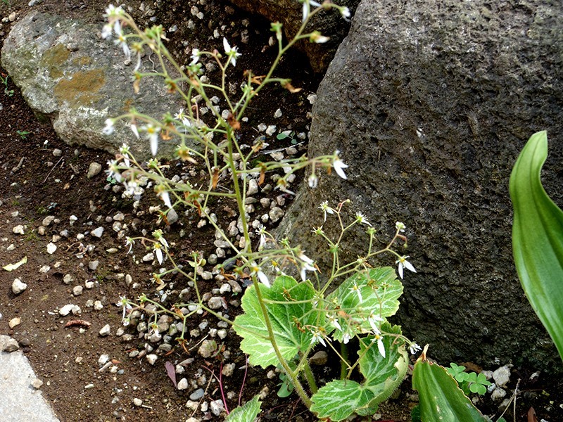 当地も今日にも梅雨入り？_f0214467_09571266.jpg