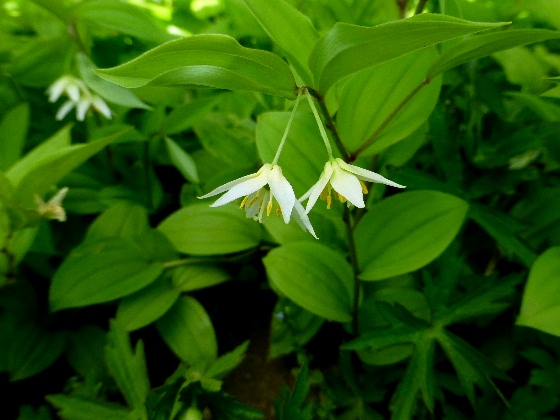 ６月　　チゴユリ（稚児百合） - 野に咲く北国の花