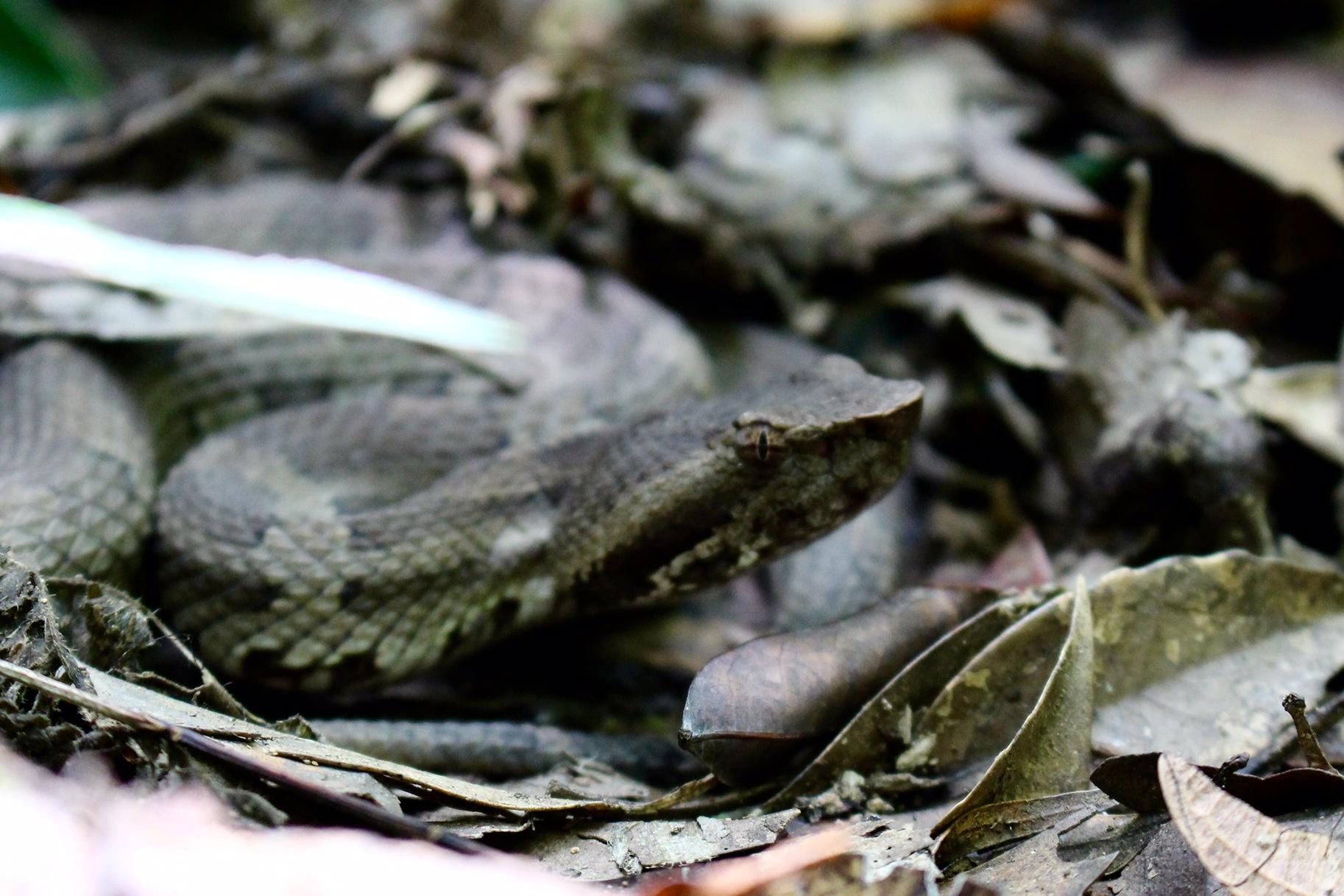 無人島冒険学校〔７日目〕イシカワガエル、ヒメハブ、ザトウムシ、ハグロトンボ…森で出会った生き物を紹介_d0363878_19034294.jpg