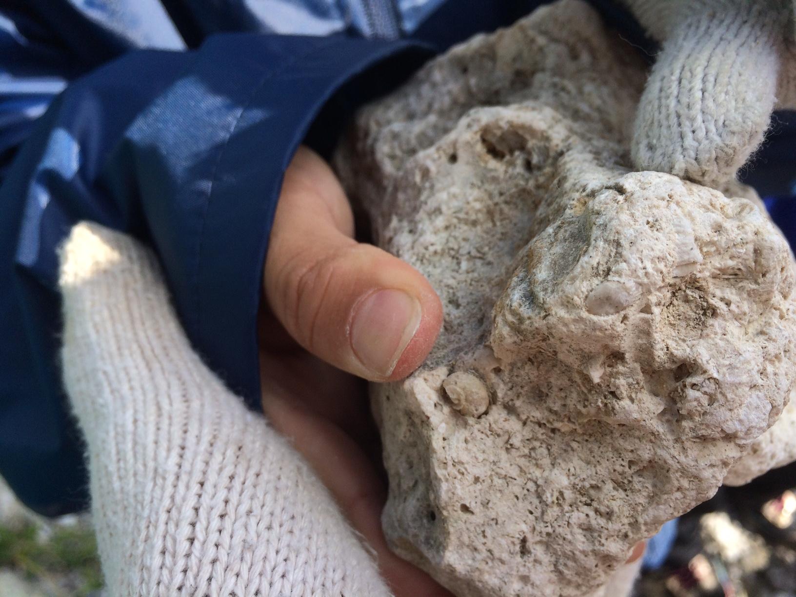7days冒険学校 2日目 30万年前の化石を見つけたよ これ みんな海の生き物 ねこんちゅ通信 ネコのわくわく自然教室 7days冒険学校 2日目 30万年前の化石を見つけたよ これ みんな海の生き物 ねこんちゅ通信 ネコのわくわく自然教室