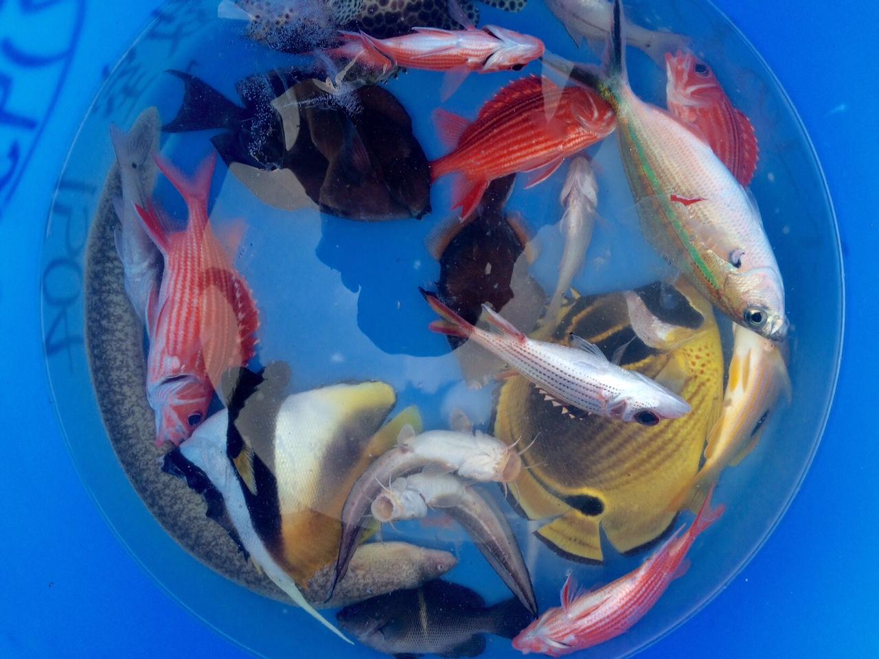 レポート わんぱく冒険学校b ３日目 カラフル こんなにたくさん釣れました ねこんちゅ通信 ネコのわくわく自然教室