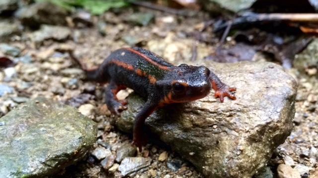 レポート◆はじめてのキャンプ〔１日目〕森探検で出会った生き物たち！_d0363878_20364151.jpg