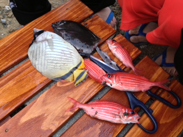 レポート わんぱく冒険学校ｂ ３日目 釣れた魚をみんなでさばこう ねこんちゅ通信 ネコのわくわく自然教室