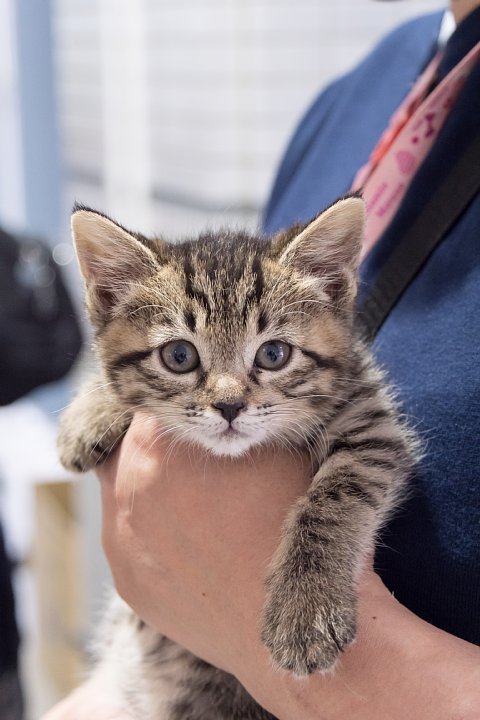 養子縁組を待つ子猫たち_d0353489_75865.jpg