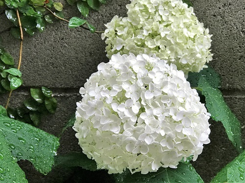 紫陽花には雨が良く似合います と お弁当 と ごはん日記_d0249193_14304680.jpg