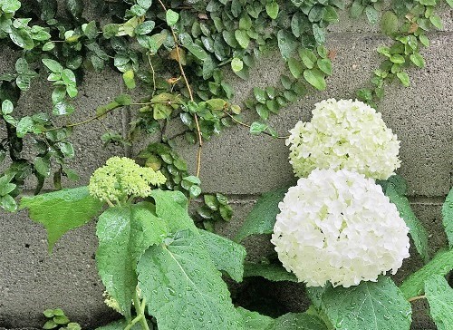 紫陽花には雨が良く似合います と お弁当 と ごはん日記_d0249193_16325192.jpg