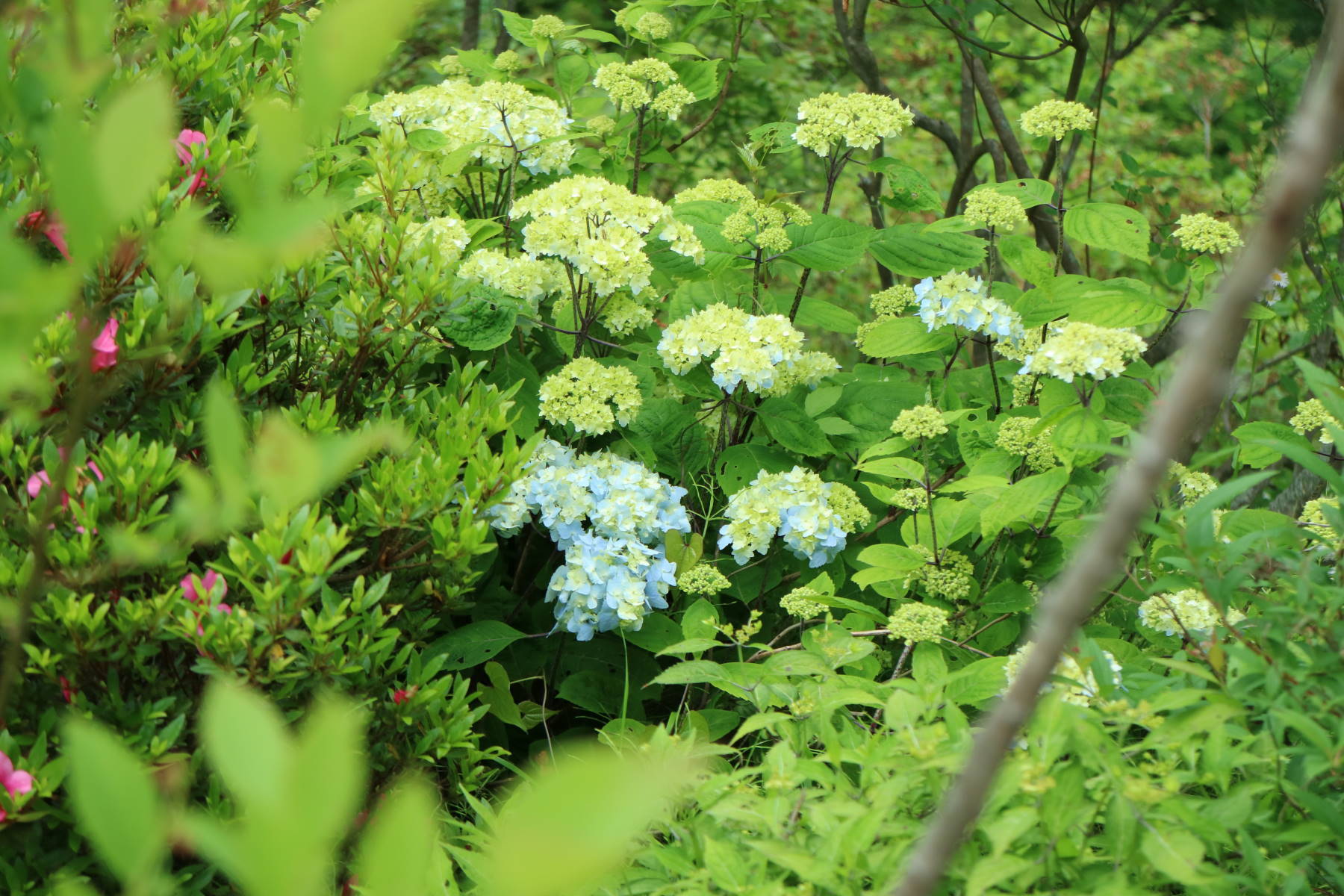 梅雨前のお散歩_f0075595_23160320.jpg