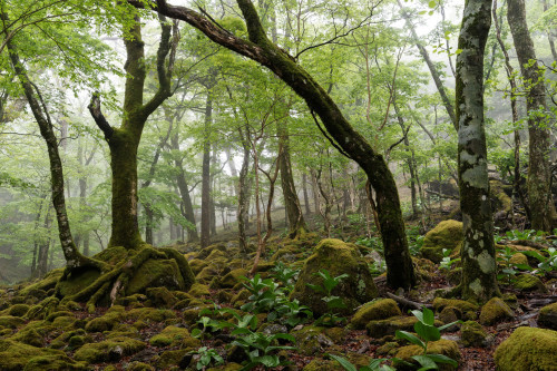 苔とシャクナゲの世界_e0366896_01023844.jpg