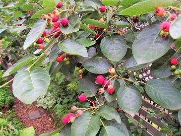 c0117898_20584300.jpg