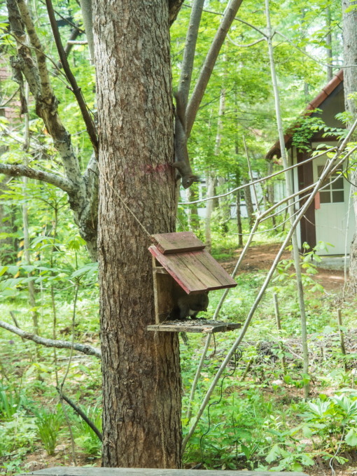 ”こりすちゃん”2匹で仲良く並んで小屋に・・!_f0276498_23591569.jpg