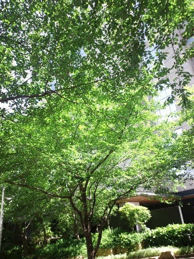 小さな季節 ~ 芒種の頃’17_d0337299_15571991.jpg