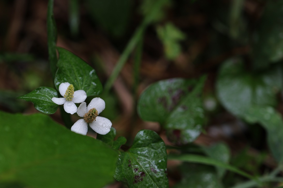 雨に咲く花　　　　　≪　　　庭の草花　　　≫_a0140000_17180928.jpg