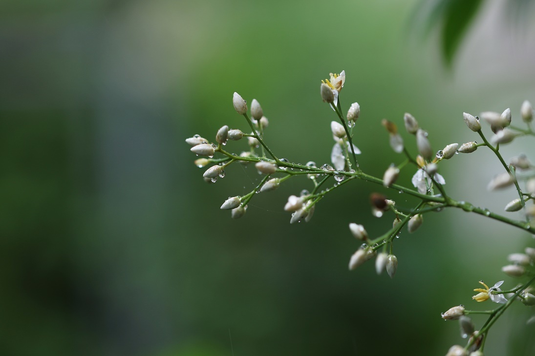 雨に咲く花　　　　　≪　　　庭の草花　　　≫_a0140000_17184714.jpg