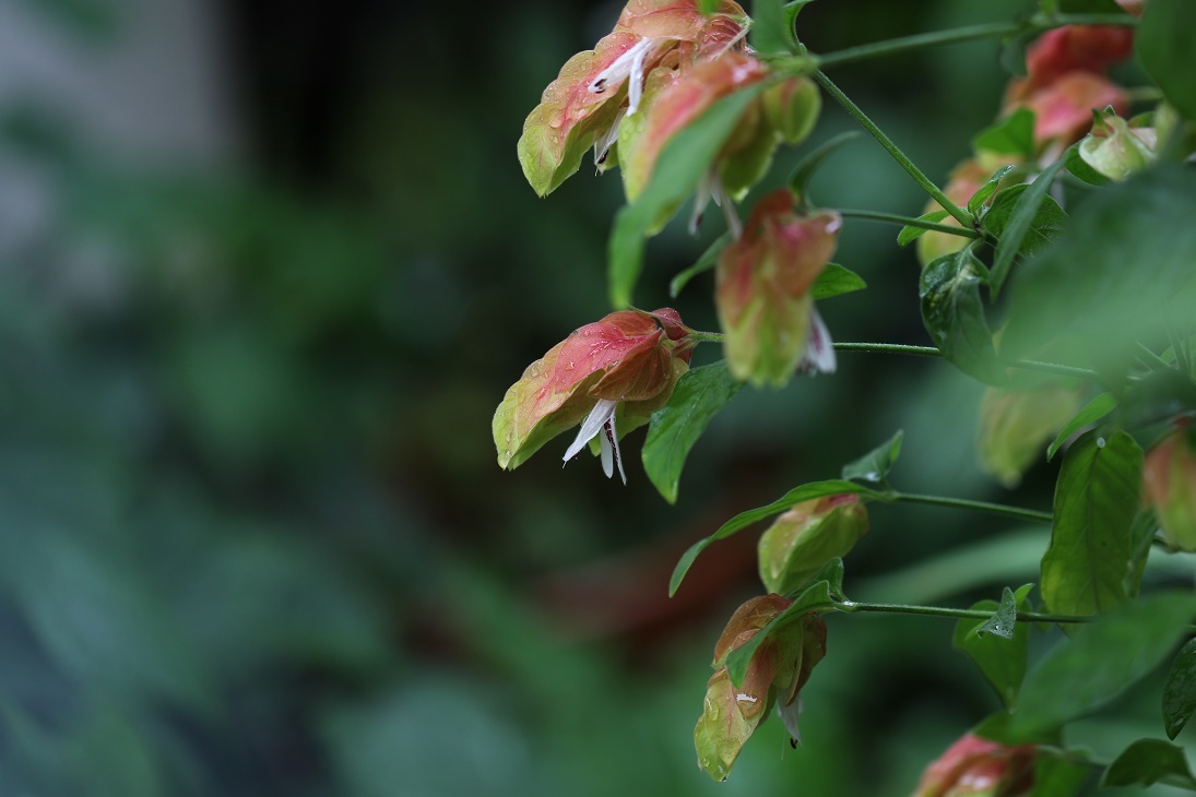 雨に咲く花　　　　　≪　　　庭の草花　　　≫_a0140000_17192194.jpg