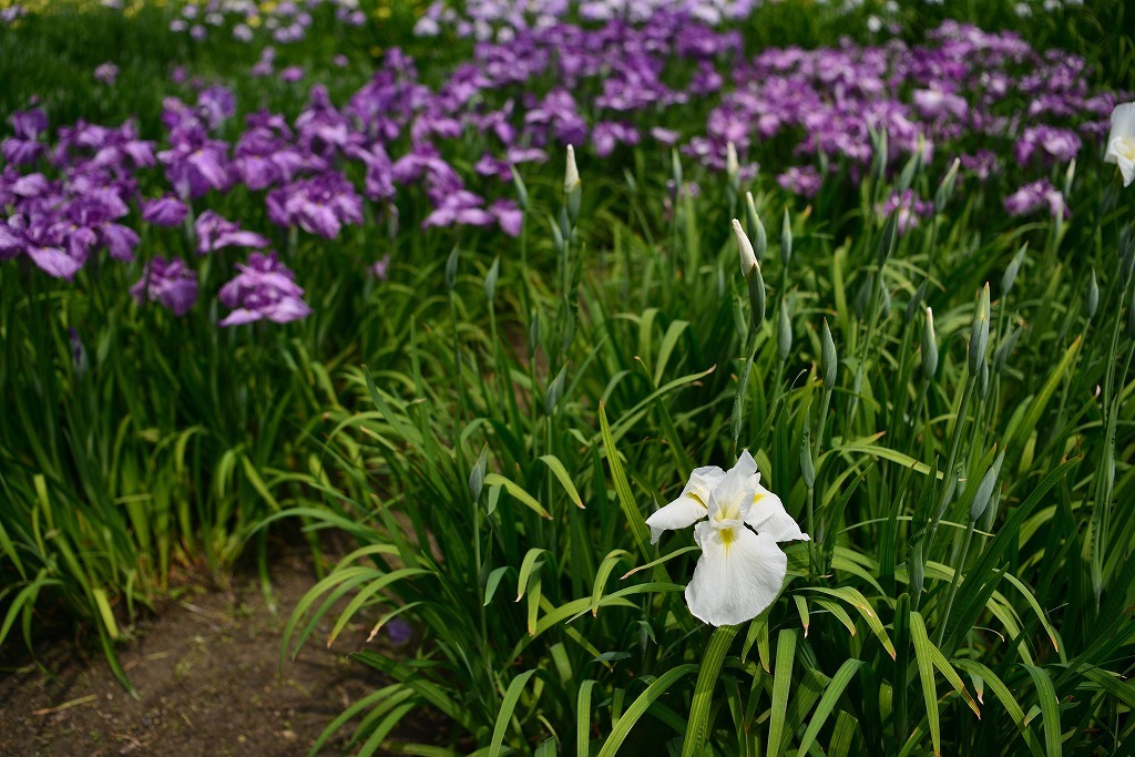 白鷺公園ラスト_d0288500_23244301.jpg