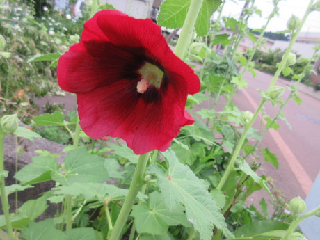 梅雨の花 立葵ほか おしゃべりねこ