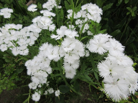 梅雨の花･立葵ほか_a0203003_163799.jpg