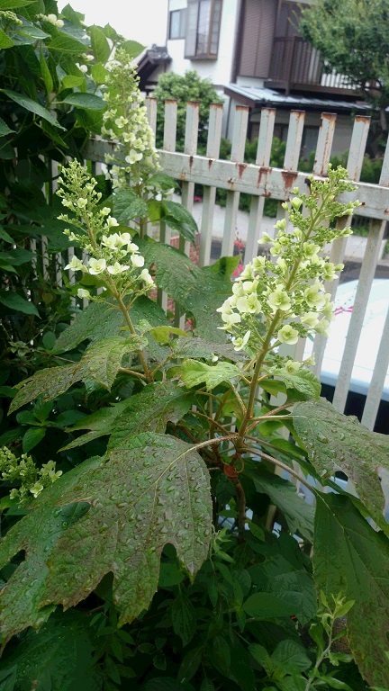 b0247609_13362956.jpg