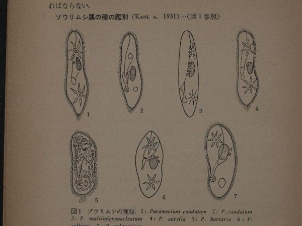 ゾウリムシ
