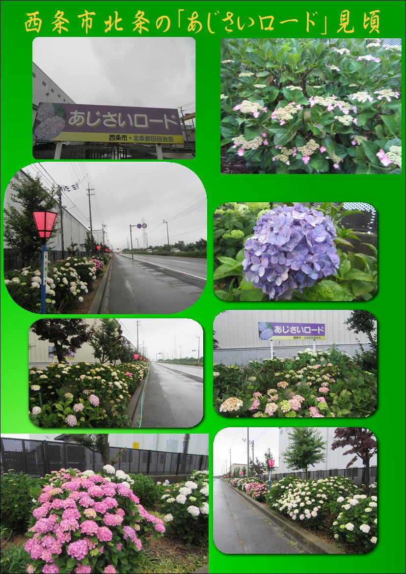 西条市北条の あじさいロード 見頃 17 6 7 徳ちゃん便り