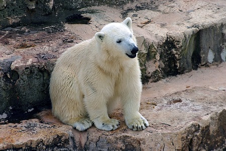 イタリア・ファザーノ、サファリ動物園の四歳のグラツィア（上野のデアの妹）、親子三頭同居は依然継続中_a0151913_1144588.jpg