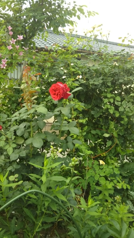 d0359313_20454528.jpg