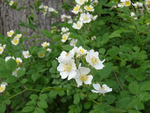 お庭の花がきれいです_c0141223_18160662.jpg