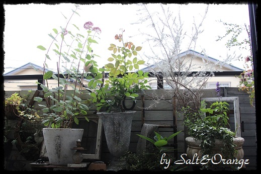 ✾✾✾My garden✾✾✾_e0246732_21501991.jpg