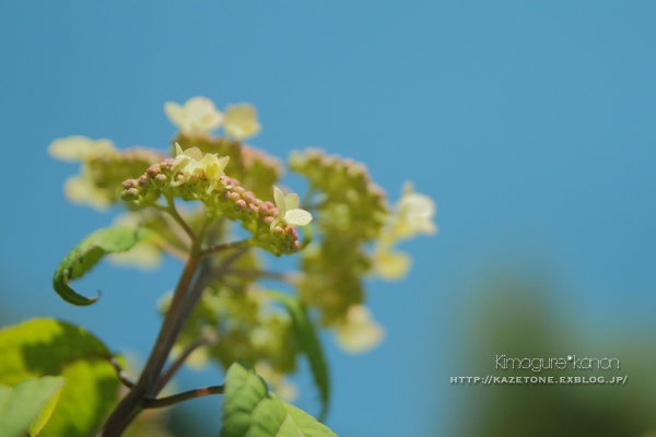 雨待ち花Diary**_b0197639_20404223.jpg