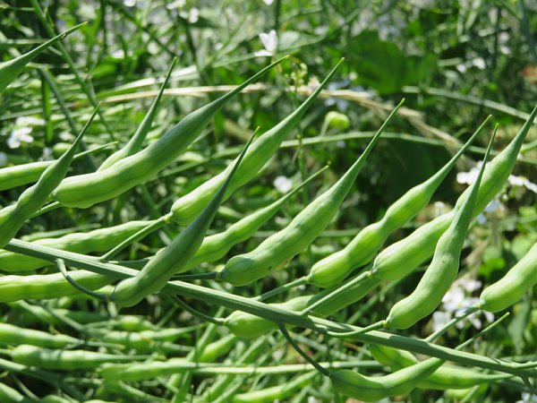 17年6月10日 大根の実 さや ができました 今日の風に吹かれましょう 17年6月10日 大根の実 さや ができました 今日の風に吹かれましょう