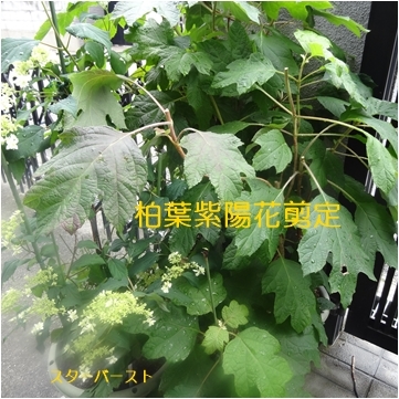 階段手摺完成　＆　紫陽花　＆　ランチ会_a0084343_10504722.jpg