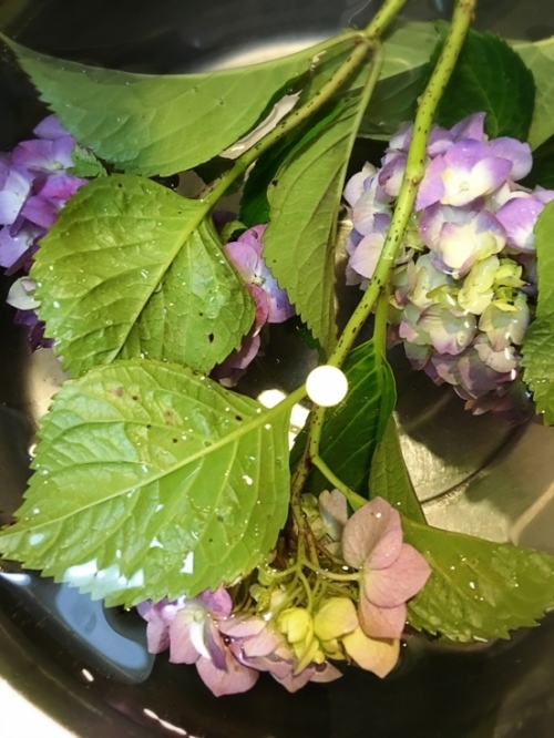 紫陽花の水揚げ（追記あり）_f0191444_12435781.jpg