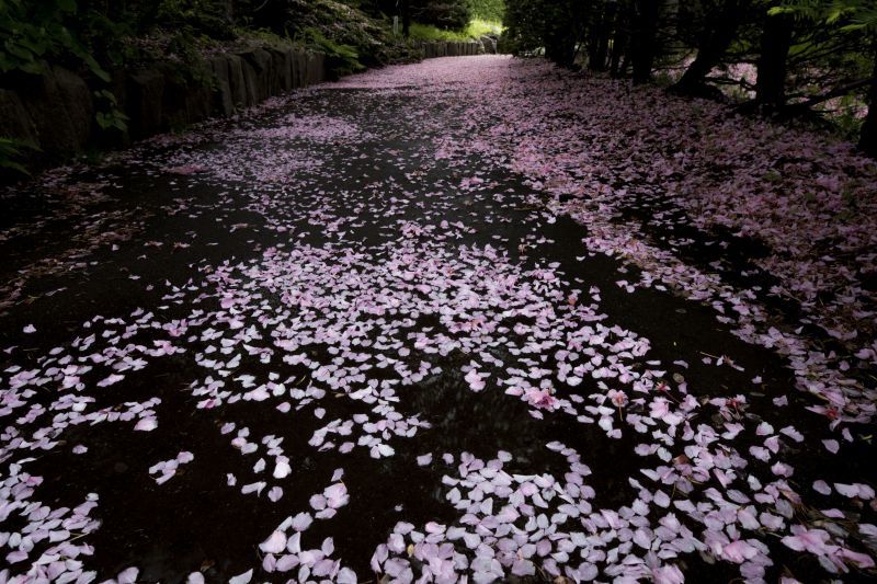 雨に濡れても_b0133447_06580177.jpg