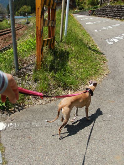 ルビりん、田んぼがダメなら水たまりに行ってみよう。_b0234654_09162268.jpg