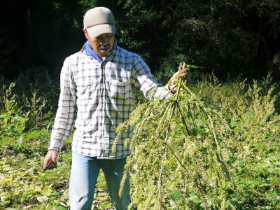 無農薬・無化学肥料で育てる「菊池水源産エゴマ」　播種と発芽の様子　平成29年度の栽培スタート！_a0254656_18051421.jpg