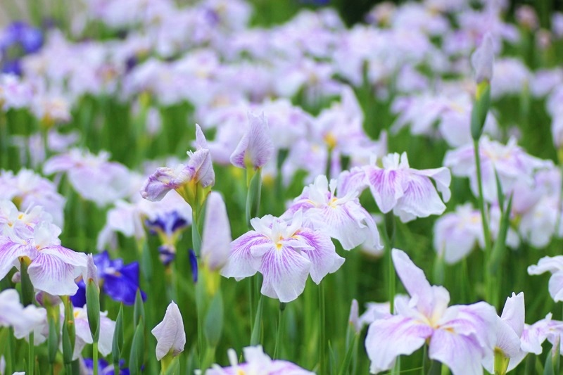 蓮華寺池公園の花菖蒲♪_a0167759_17585221.jpg