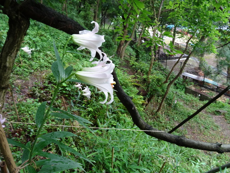 c0108460_20515069.jpg