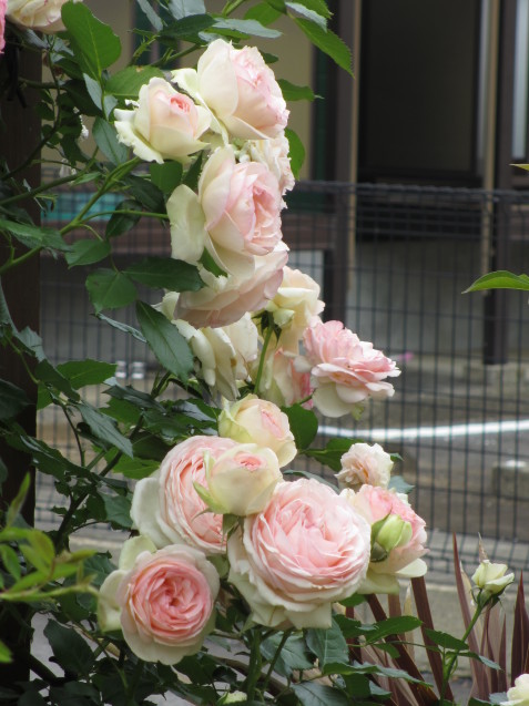 a0243064_09571162.jpg