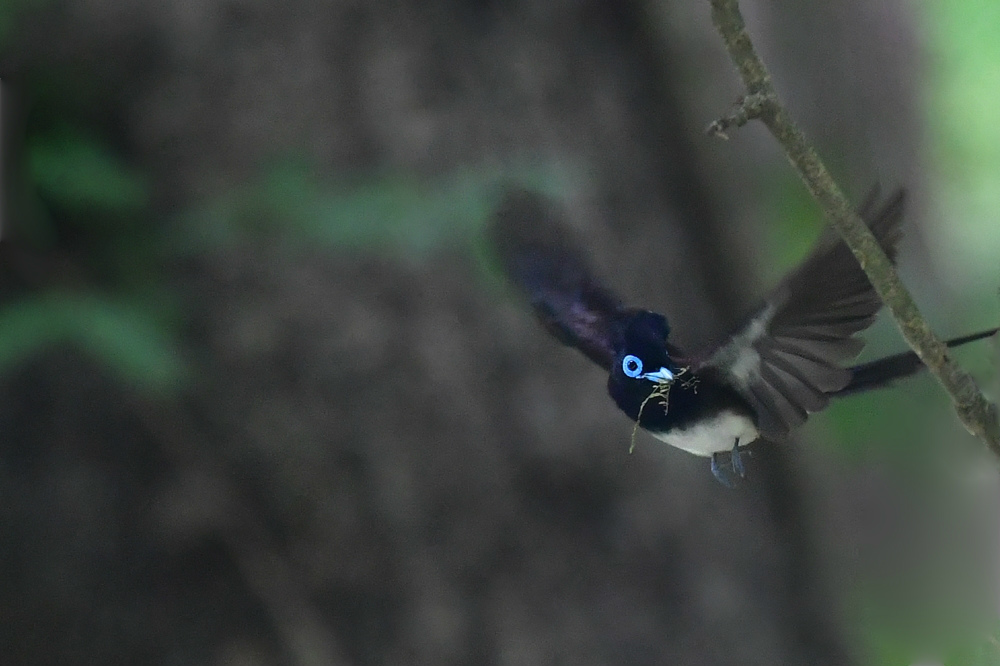 巣材集め サンコウチョウ _f0053272_00220484.jpg