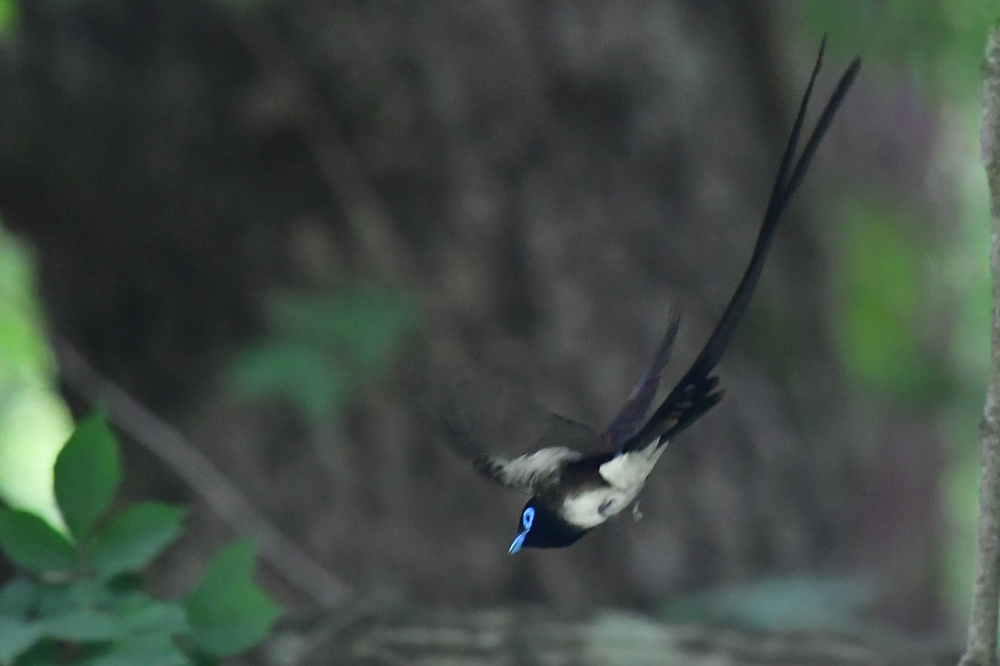巣材集め サンコウチョウ _f0053272_00235970.jpg